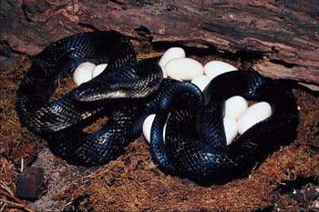 what is the dream of a black snake