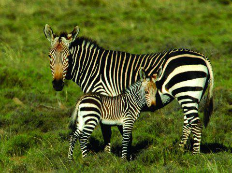 where do zebras live