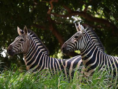 what continent does the zebra live on