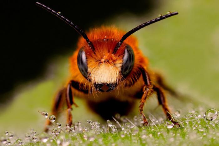 количество ходильных ног у насекомых
