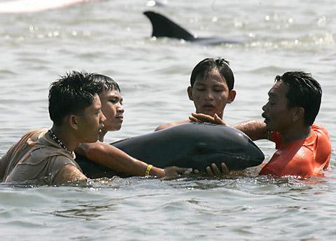 дельфины на берег
