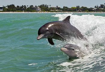 выброс дельфинов на берег