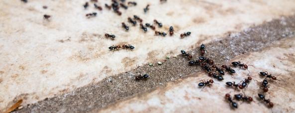 примета черные муравьи в доме