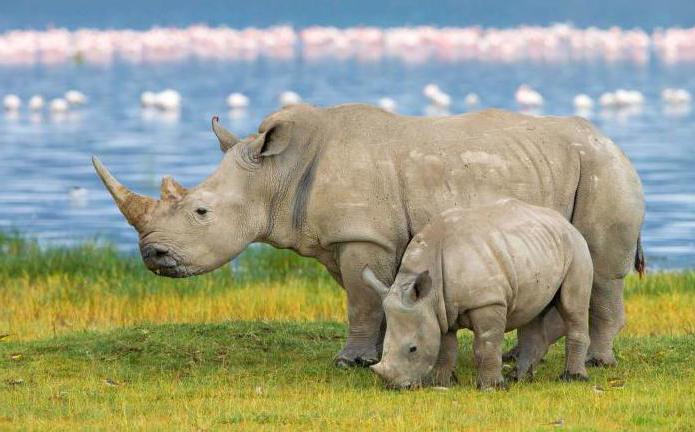 где носороги живут
