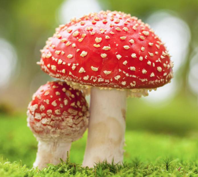 where to pick mushrooms in St. Petersburg