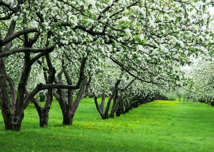 яблоневый сад в коломенском фото