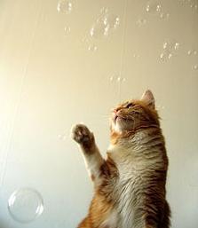 Мыльные пузыри тоже игрушки для кошек 