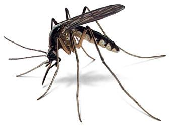 срок жизни комара