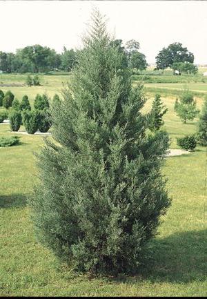 pine evergreen coniferous tree