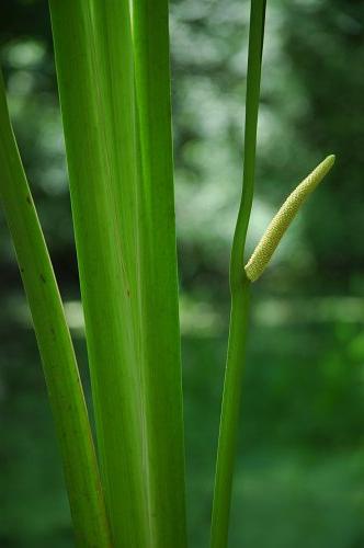 marsh plant disinfecting water