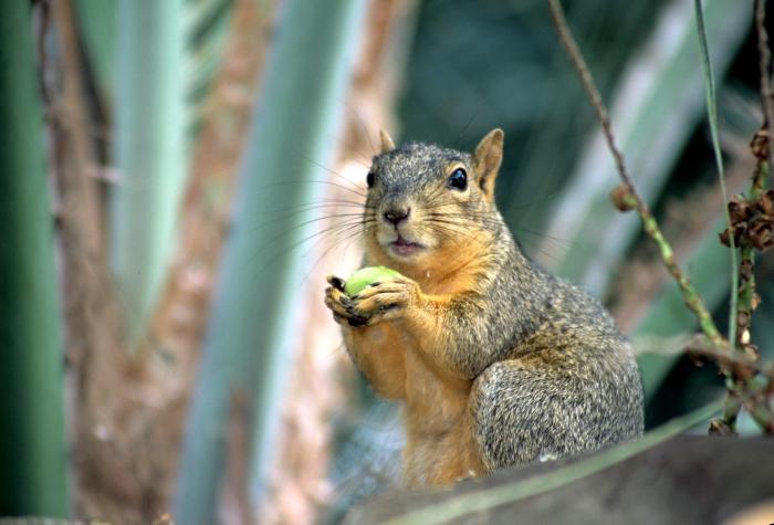 what squirrels eat in the forest