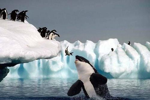 whale killer whale photo