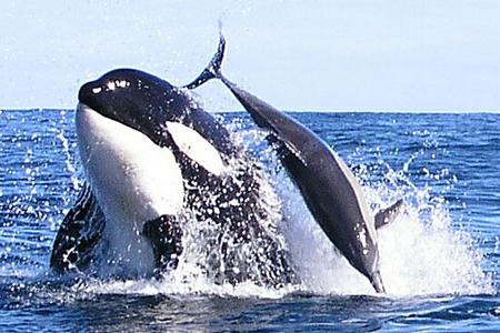 касатка это кит или дельфин