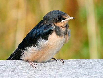 birds swallows and swifts