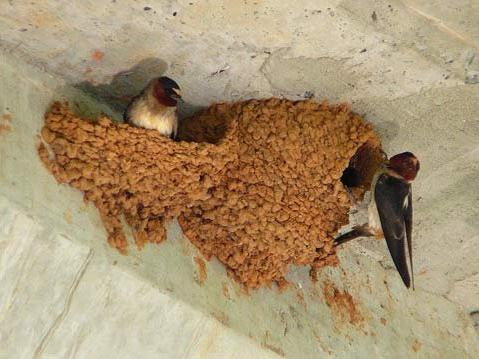 difference between swallows and swifts