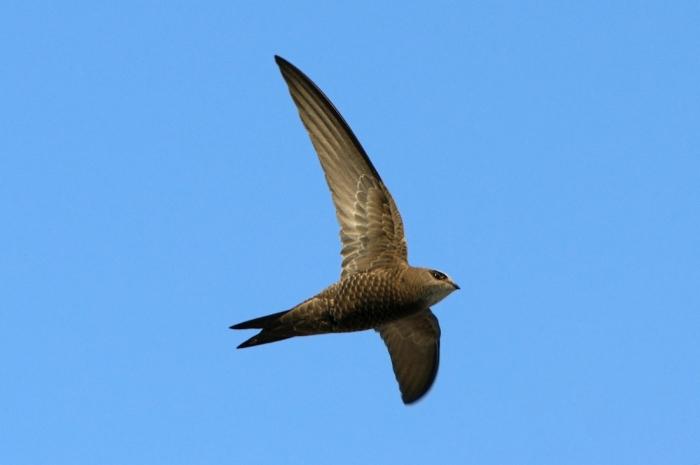 similarity between swallow and swift