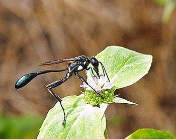 earthen wasp photo