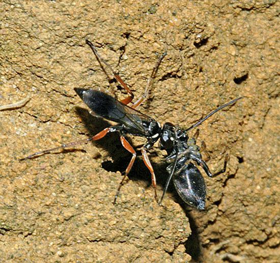 earthen wasp