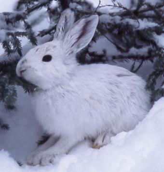 заяц зимой в лесу