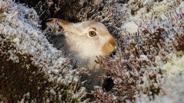 как заяц готовится к зиме