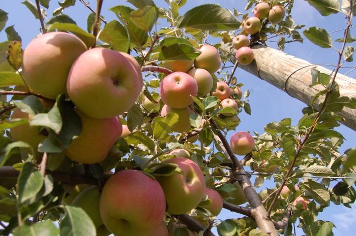 top dressing of fruit trees