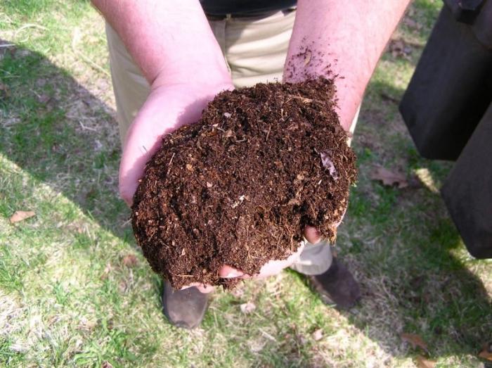 fertilizing fruit trees in autumn