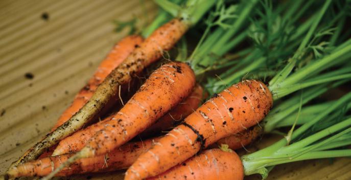 planting carrots in the fall