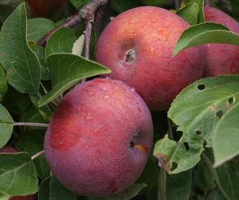 variety of apples spartan