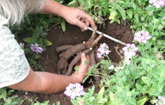 how to transplant a peony in the summer