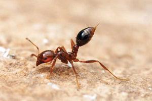 как вывести домашних рыжих муравьев