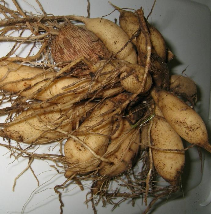 how to store dahlia tubers in winter