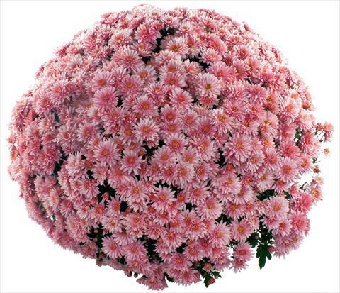 шаровидные корейские хризантемы