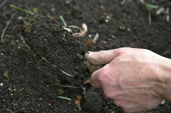 Кислая почва на огороде что делать. Пескование тяжелых почв. Кислая почва фото. Картошка на кислой почве. Как подкислить почву.