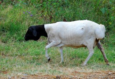 гиссарская порода овец фото