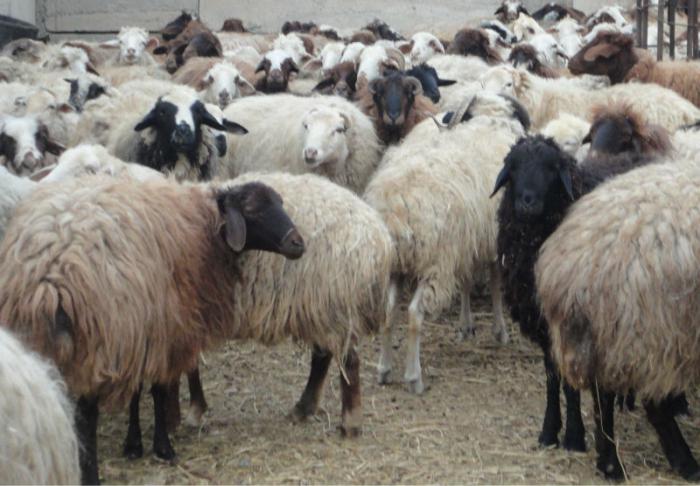 гиссарская порода овец