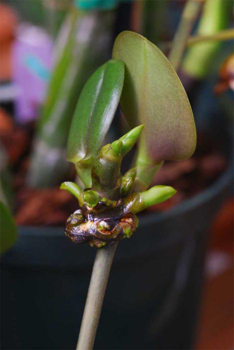 цитокининовая паста для орхидей