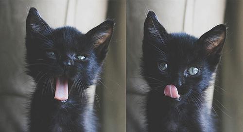 what to call a black kitten boy