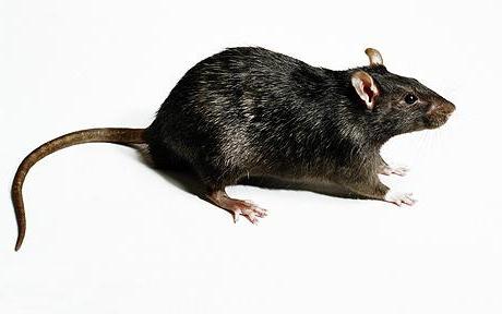 видеть во сне крыс мышей