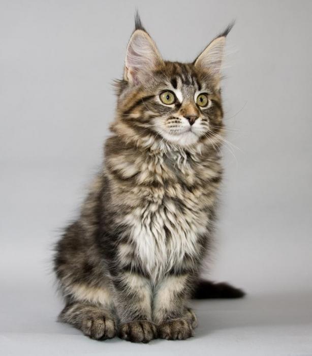 cat breed similar to a lynx