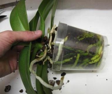 how to transplant an orchid at home