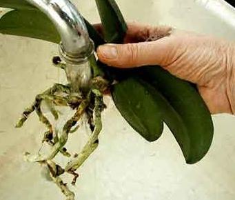 how often to transplant an orchid