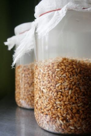 пшеница в домашних условиях