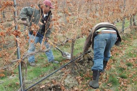 ways to shelter grapes for the winter