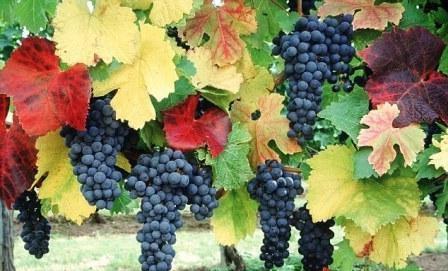 нужно ли обрезать виноград осенью