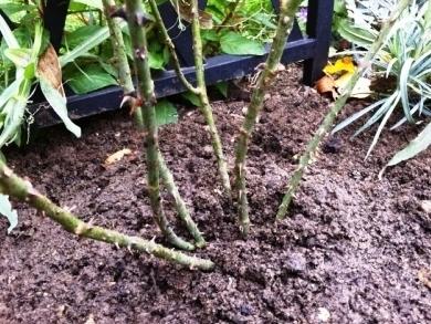 climbing rose pruning for winter