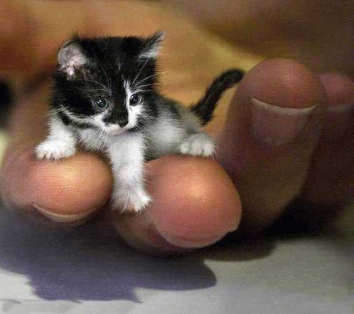 самые маленькие коты в мире