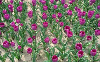 how to plant tulips in the fall