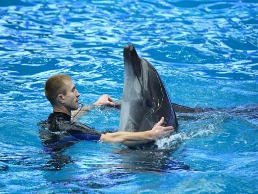 Dolphinarium in Chelyabinsk 2013