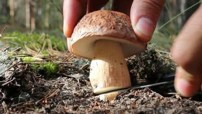 porcini mushrooms where to collect