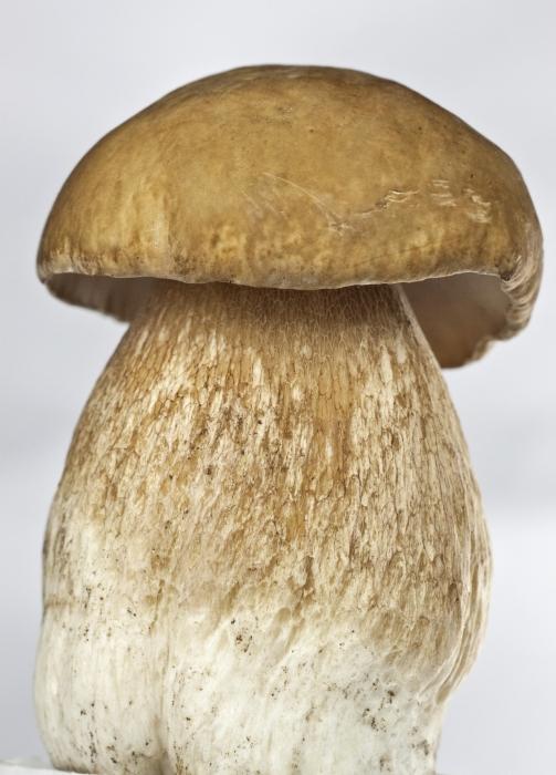 when picking porcini mushrooms